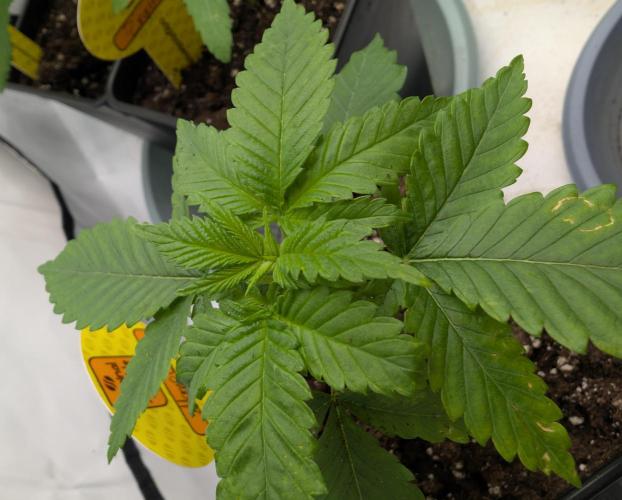 Mango Crack. Week 2