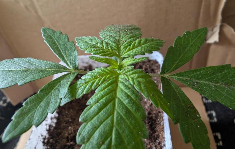 Pink Gelato π¦π. Week 2 - D11