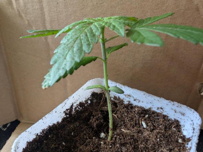 Pink Gelato π¦π. Week 2 - D11