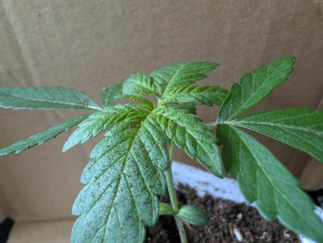 Pink Gelato π¦π. Week 2 - D11
