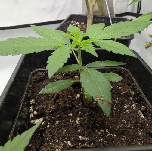 Pink Gelato π¦π. Week 2 - D14