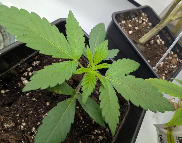 Pink Gelato π¦π. Week 2 - D14