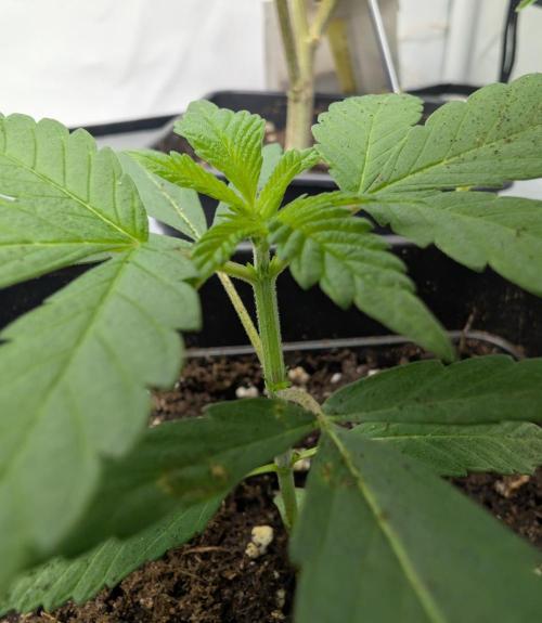 Pink Gelato. Week 2