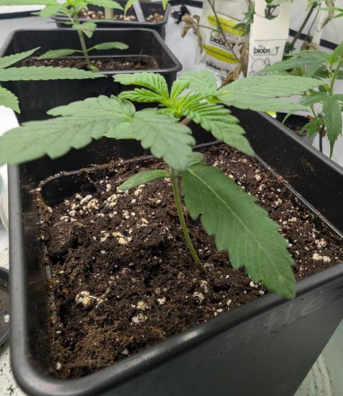 Lovely Z. Week 2 - D14