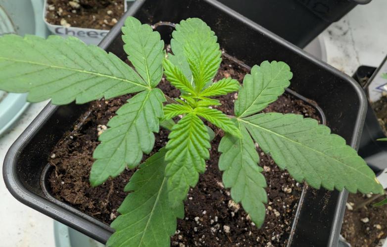 Lovely Z. Week 2 - D14