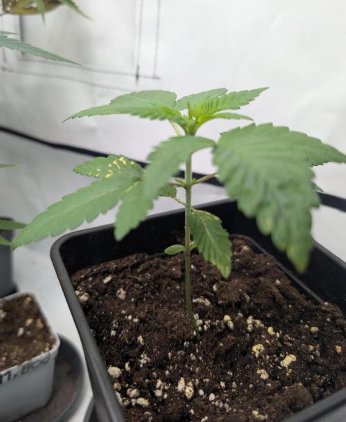 Monkey Venom. Week 2 - D14