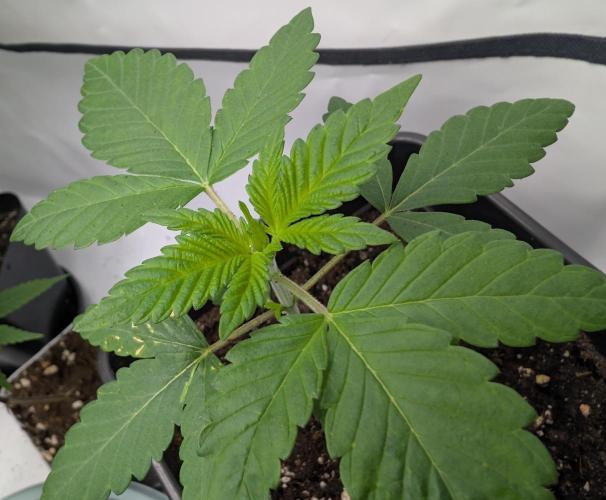 Monkey Grease. Week 2