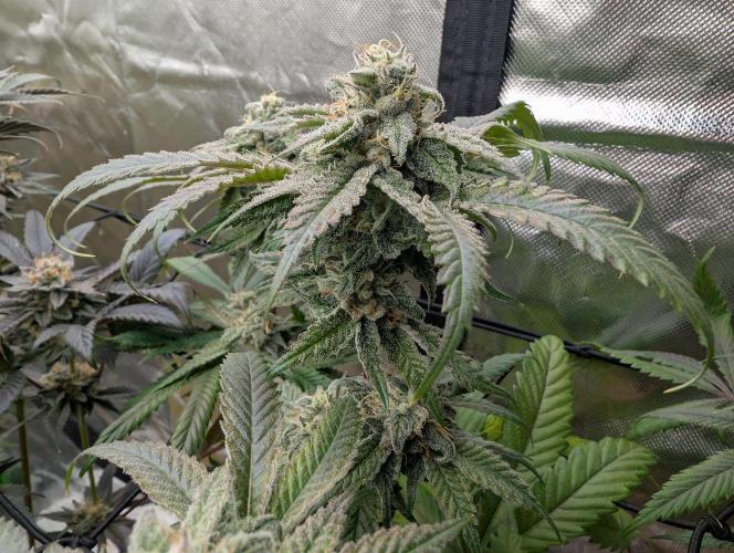 Papayaya Paradise. Week 16