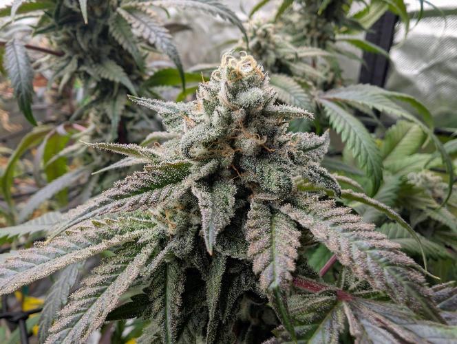 Papayaya Paradise. Week 17