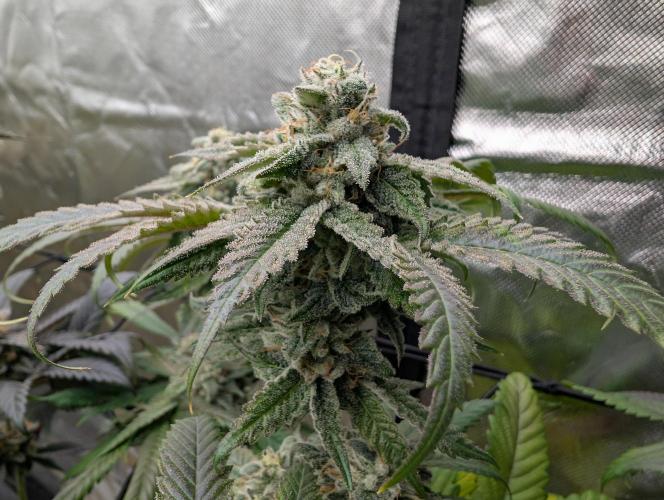 Papayaya Paradise. Week 17
