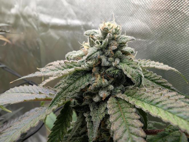 Papayaya Paradise. Week 17
