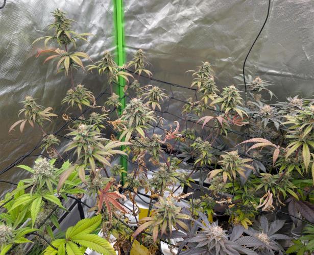 Big Blackberry. Week 17