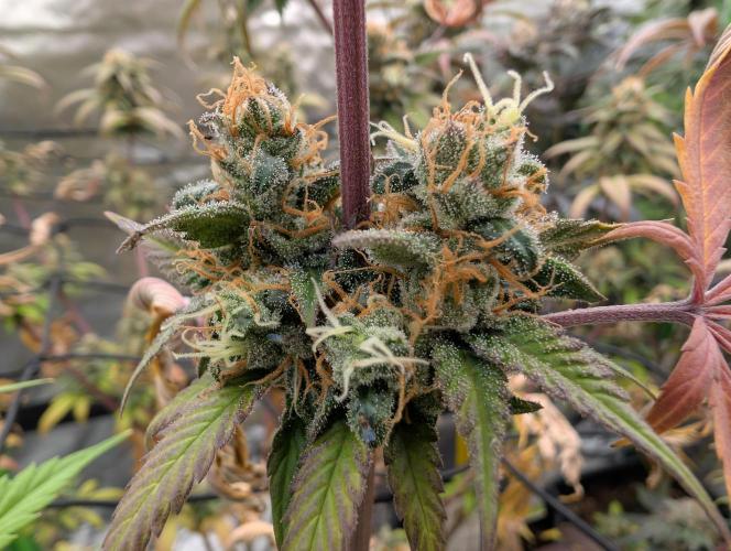 Big Blackberry. Week 17
