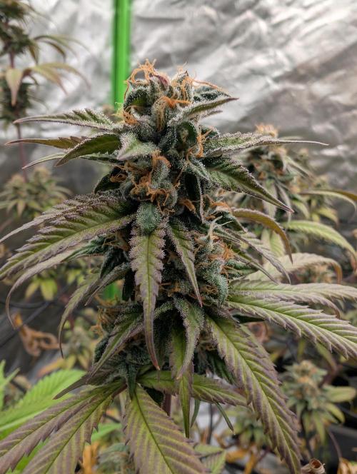 Big Blackberry. Week 17
