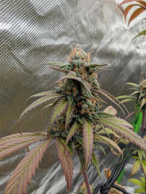 Big Blackberry. Week 17