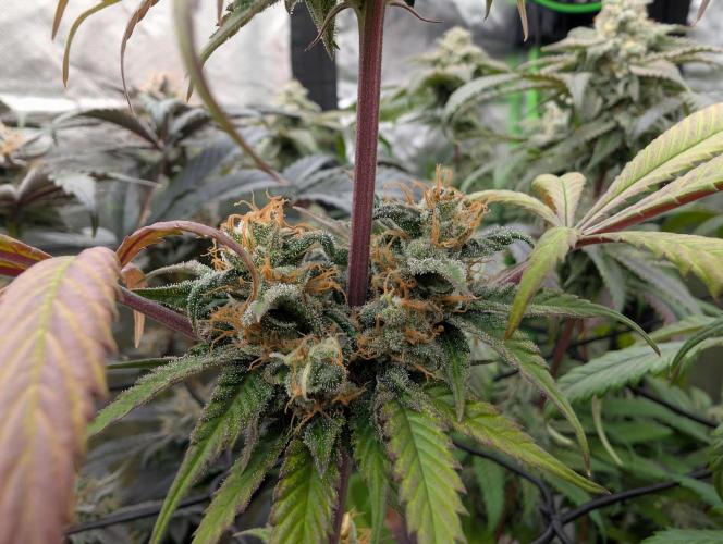 Big Blackberry. Week 17