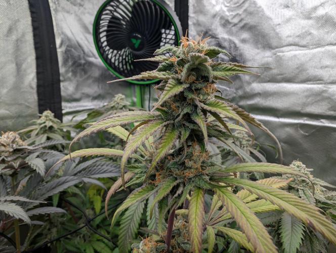 Big Blackberry. Week 17