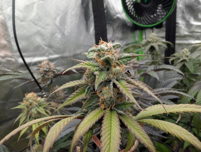 Big Blackberry. Week 17