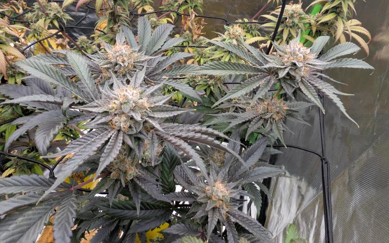 double cherry. Week 17