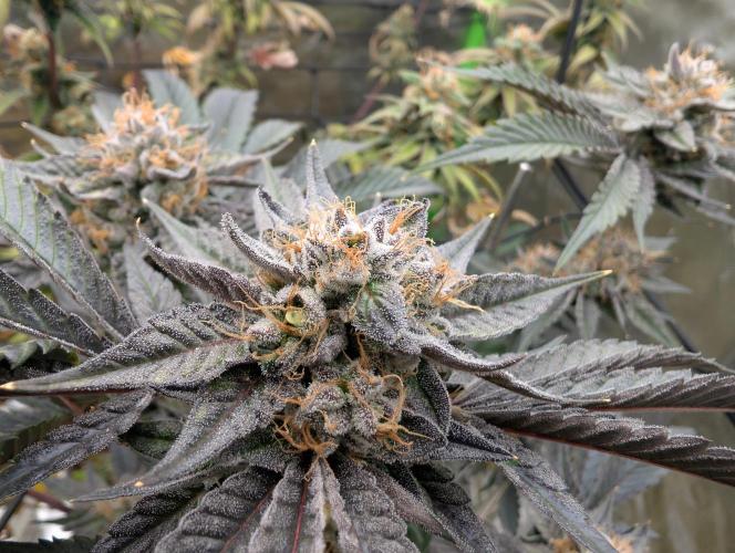 double cherry. Week 17