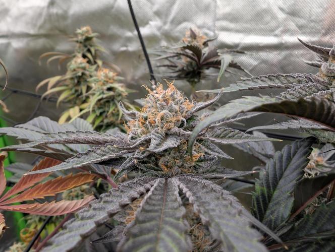 double cherry. Week 17