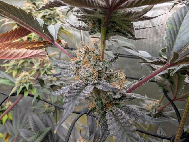 double cherry. Week 17