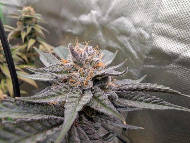 double cherry. Week 17