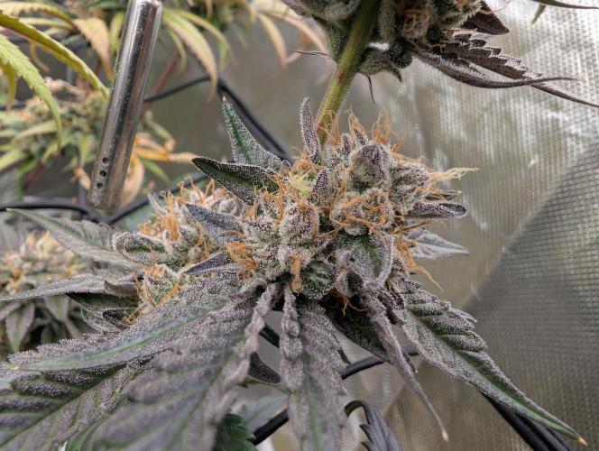 double cherry. Week 17