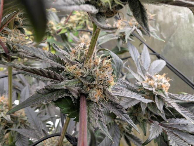 double cherry. Week 17