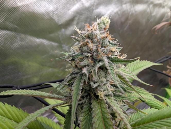 raisin. Week 17