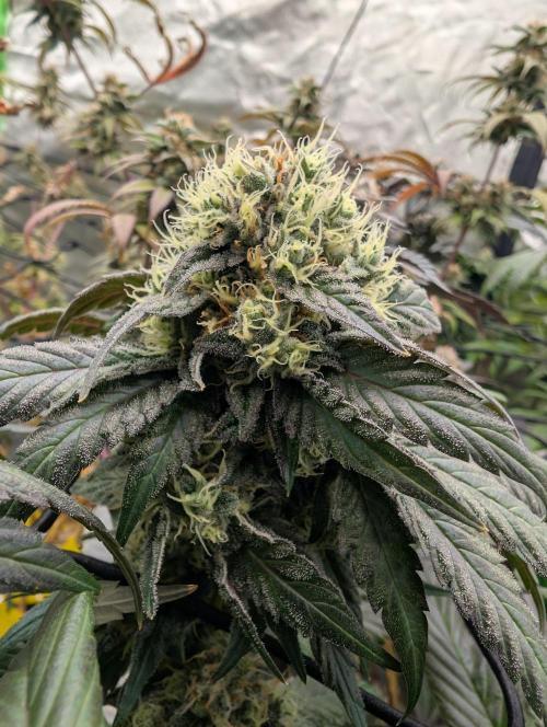 B B B. Week 17