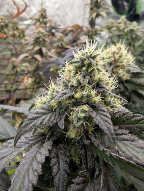 B B B. Week 17