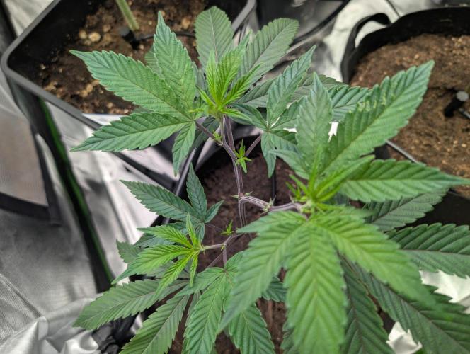 Farmbros clones. Week 2 - DI8