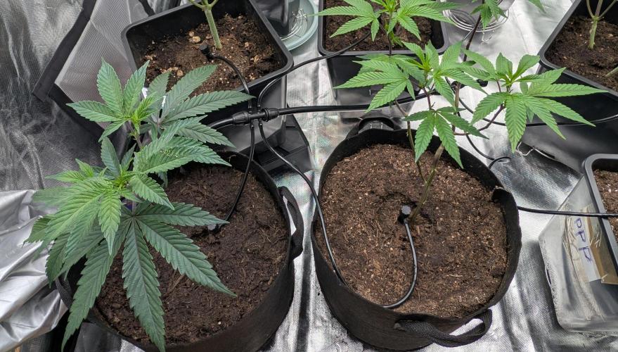 Farmbros clones. Week 2