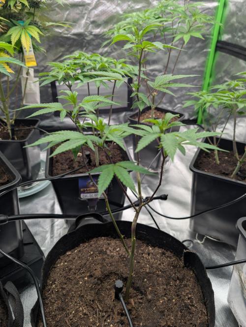 Farmbros clones. Week 2 - Gelonade