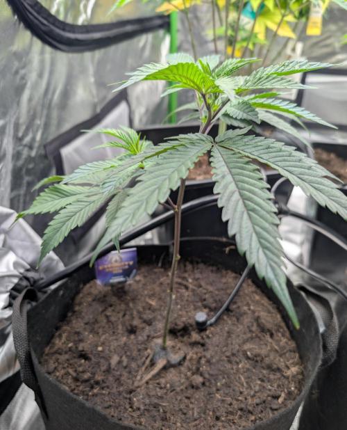 Farmbros clones. Week 2 - DI8