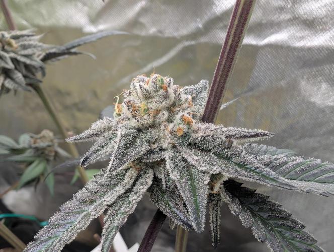 Farmbros clones. Week 10 - DI8