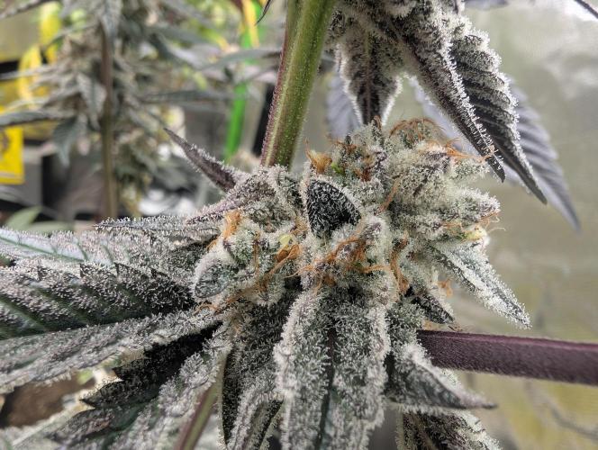 Farmbros clones. Week 10 - DI8
