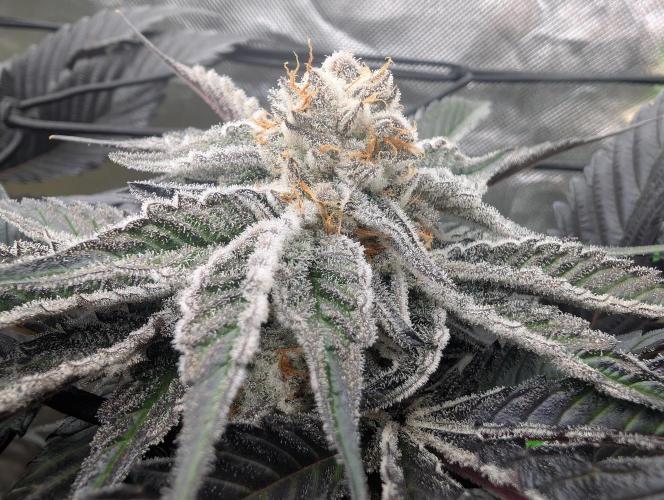 Farmbros clones. Week 10 - DI8