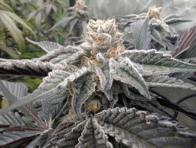 Farmbros clones. Week 10 - DI8