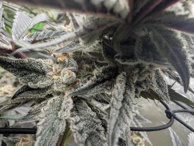 Farmbros clones. Week 10 - DI8