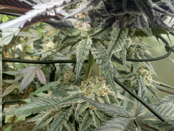 Farmbros clones. Week 10 - DI8