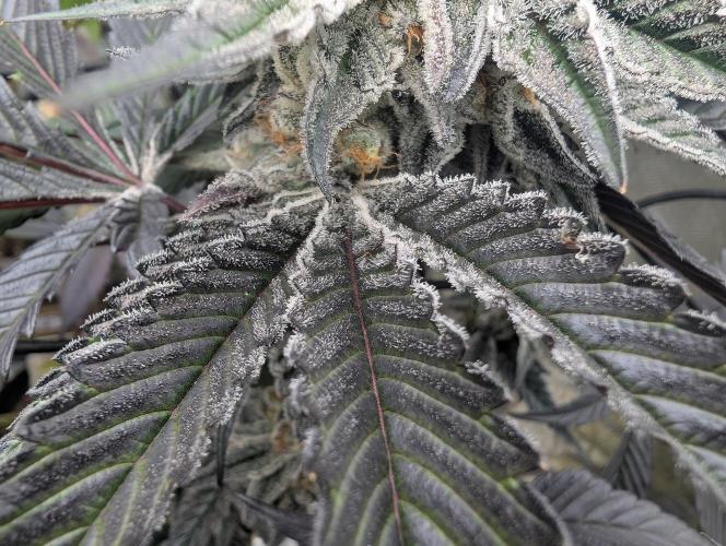 Farmbros clones. Week 10 - DI8