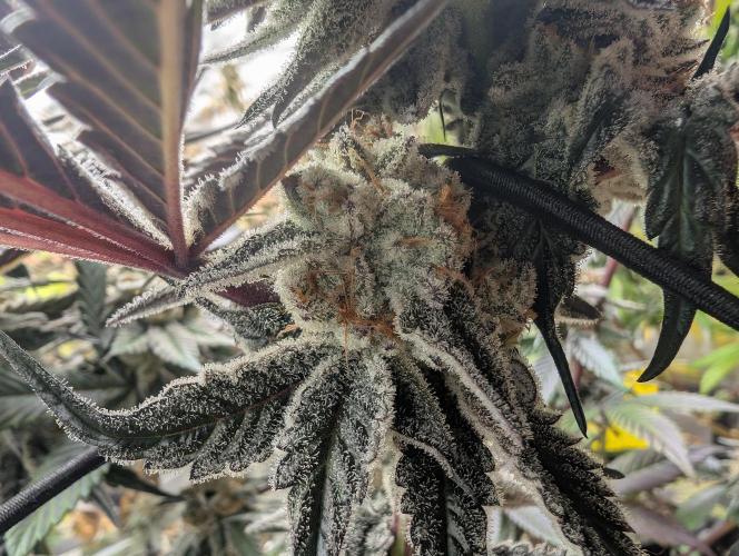 Farmbros clones. Week 10 - DI8