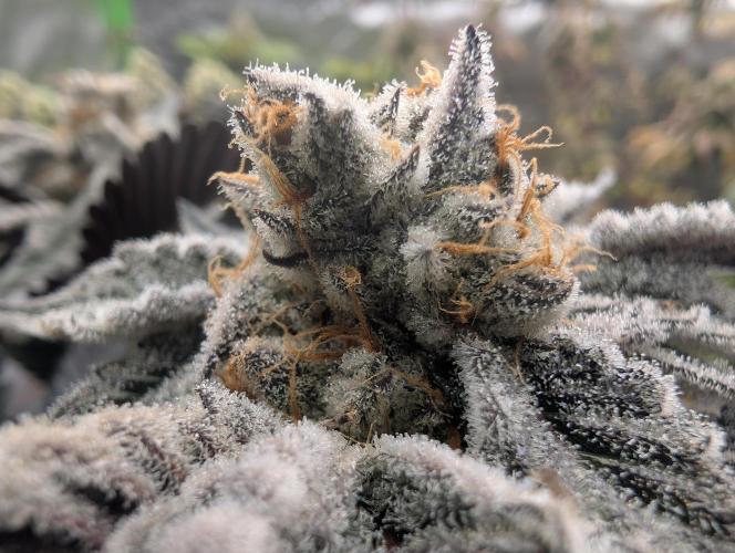 Farmbros clones. Week 10 - DI8