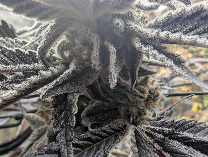 Farmbros clones. Week 10 - DI8
