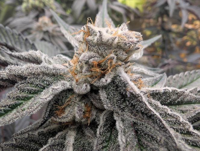Farmbros clones. Week 10 - DI8