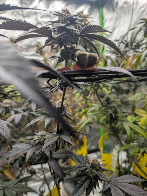 Farmbros clones. Week 10 - Gelonade
