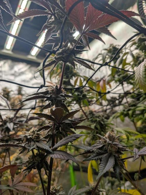 Farmbros clones. Week 10 - Gelonade
