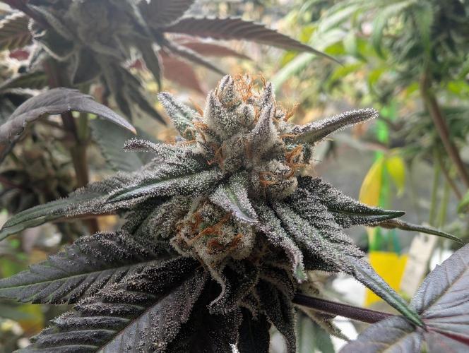 Farmbros clones. Week 10 - Gelonade